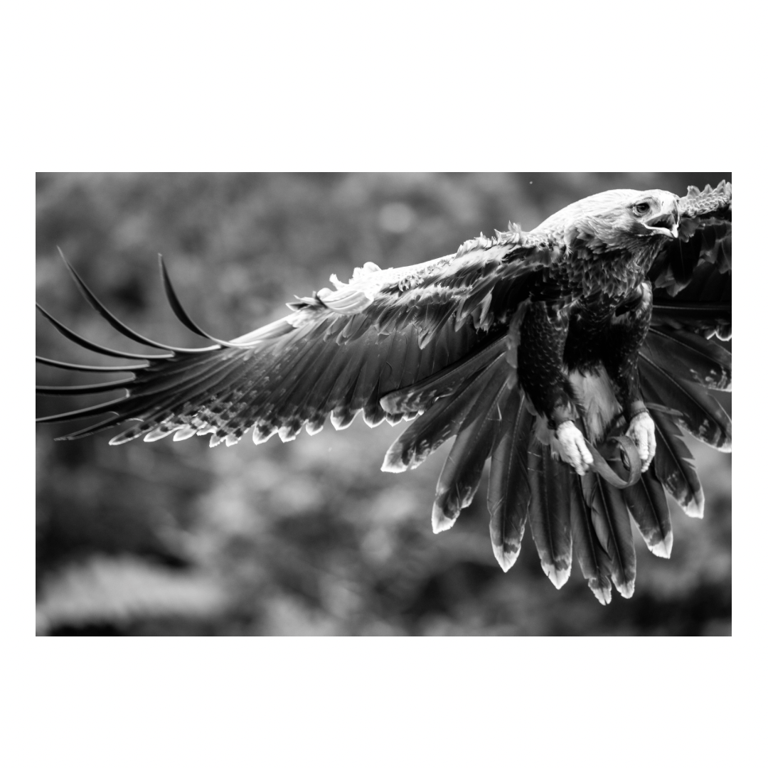 Eagle in flight - Canvas