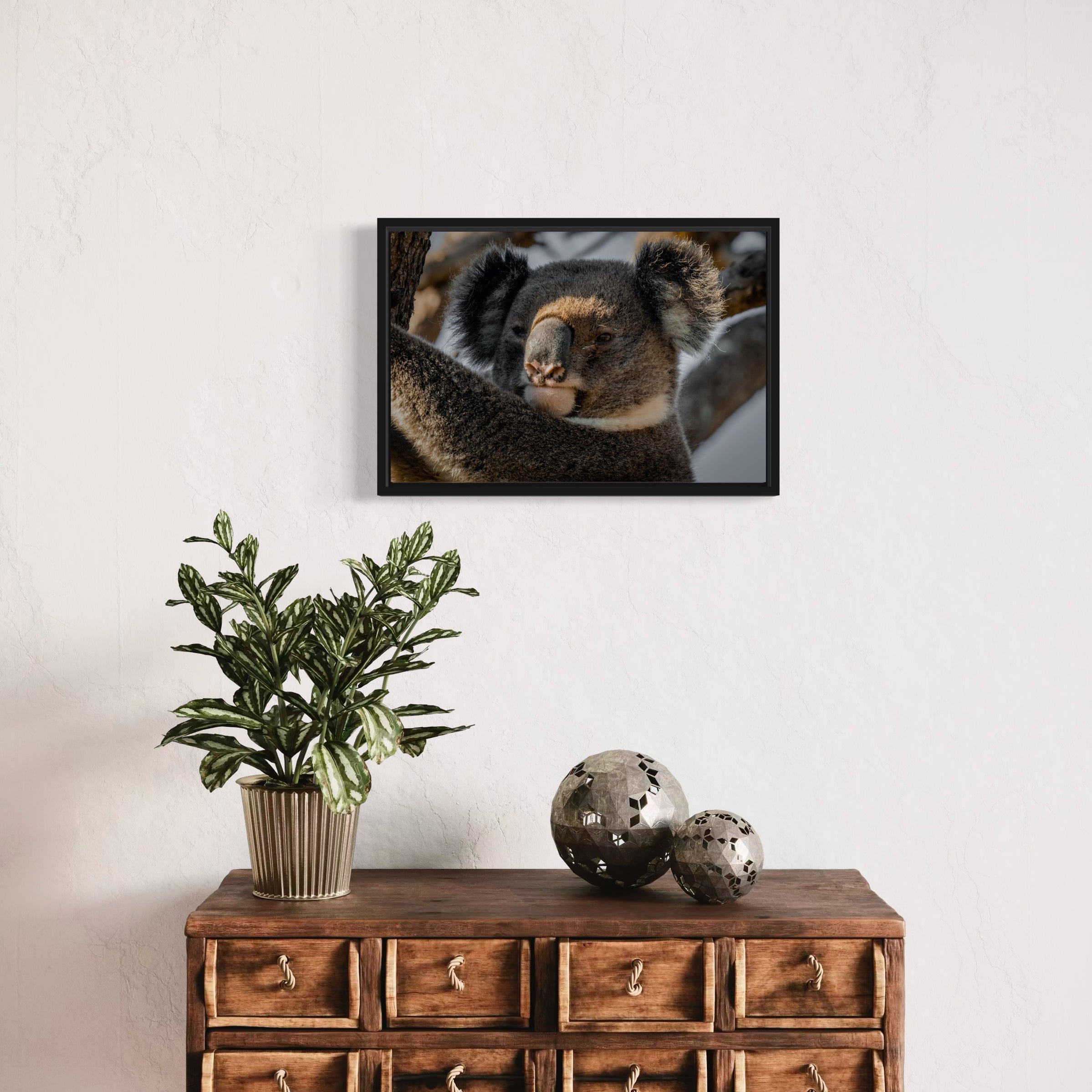 Big Boy Koala - Canvas