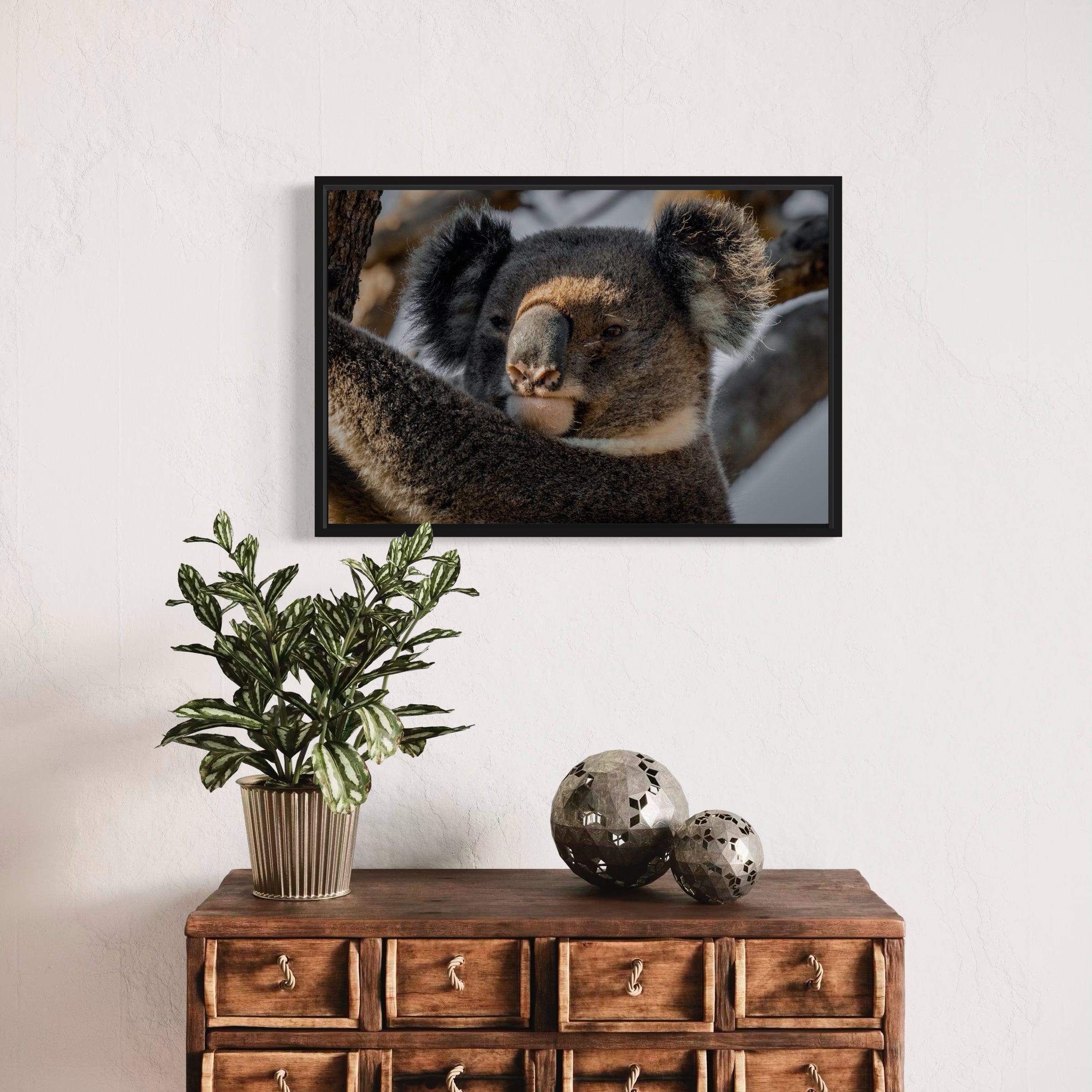 Big Boy Koala - Canvas