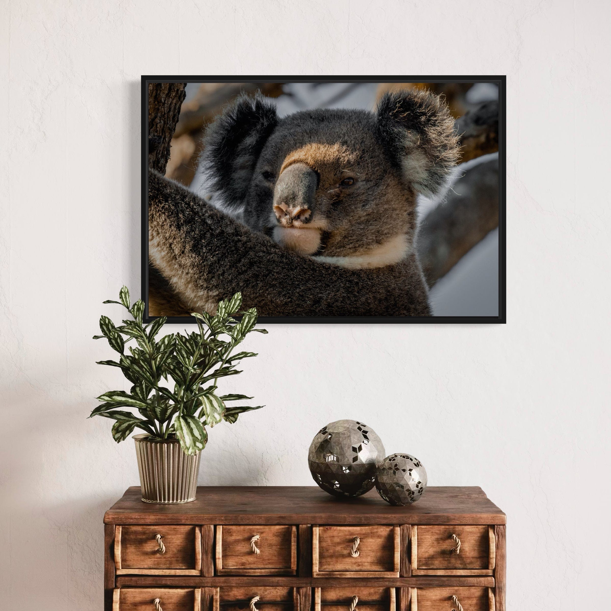 Big Boy Koala - Canvas