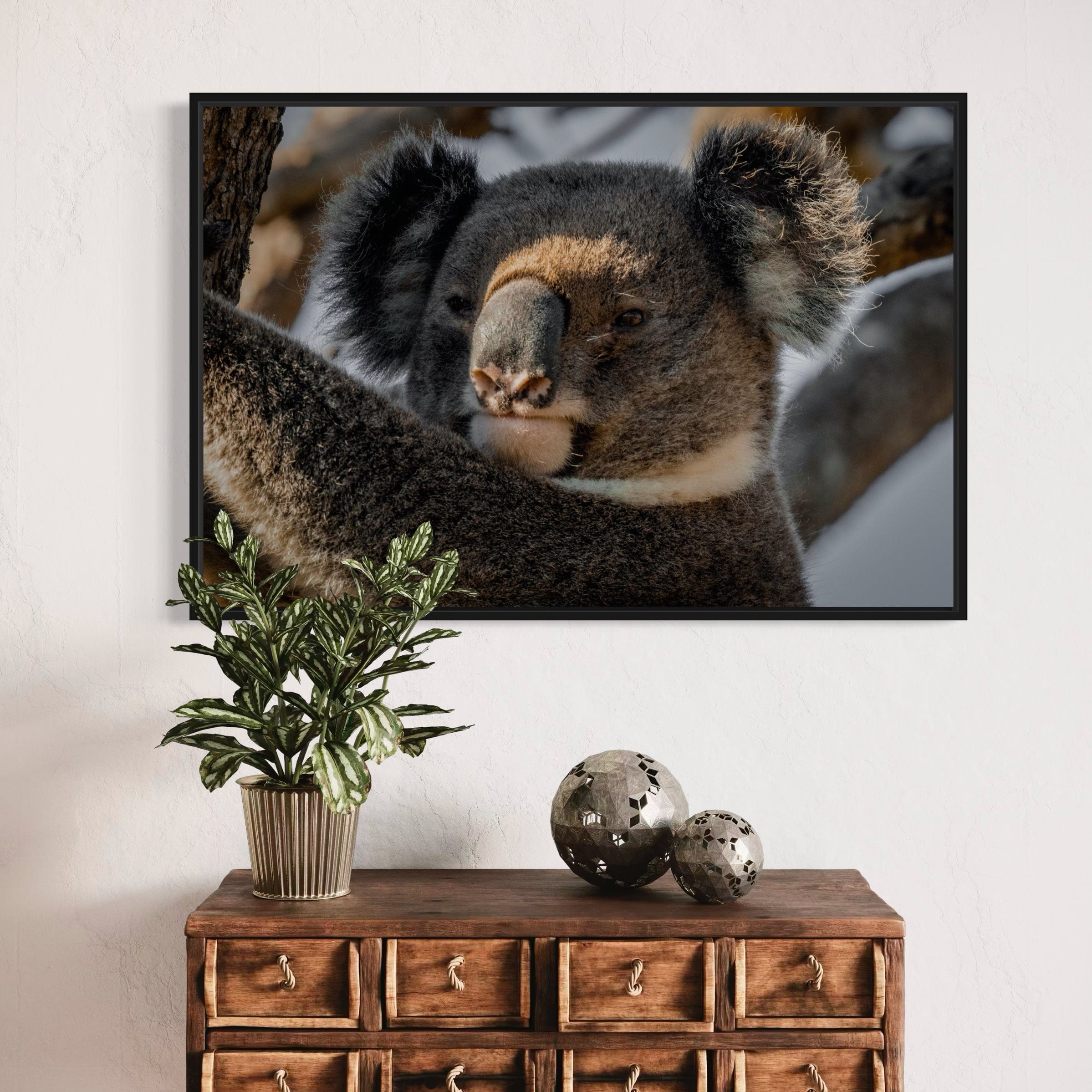 Big Boy Koala - Canvas