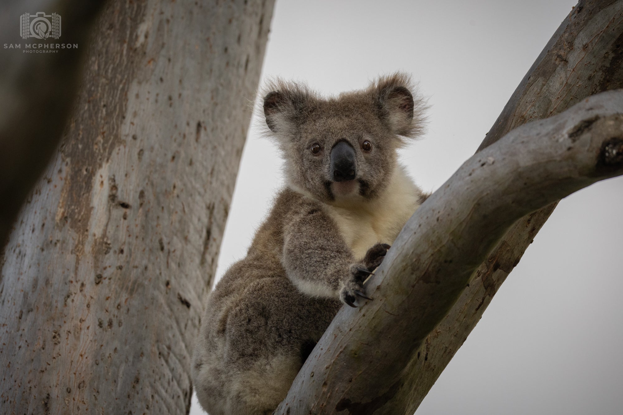 Drop Bear - Mounted
