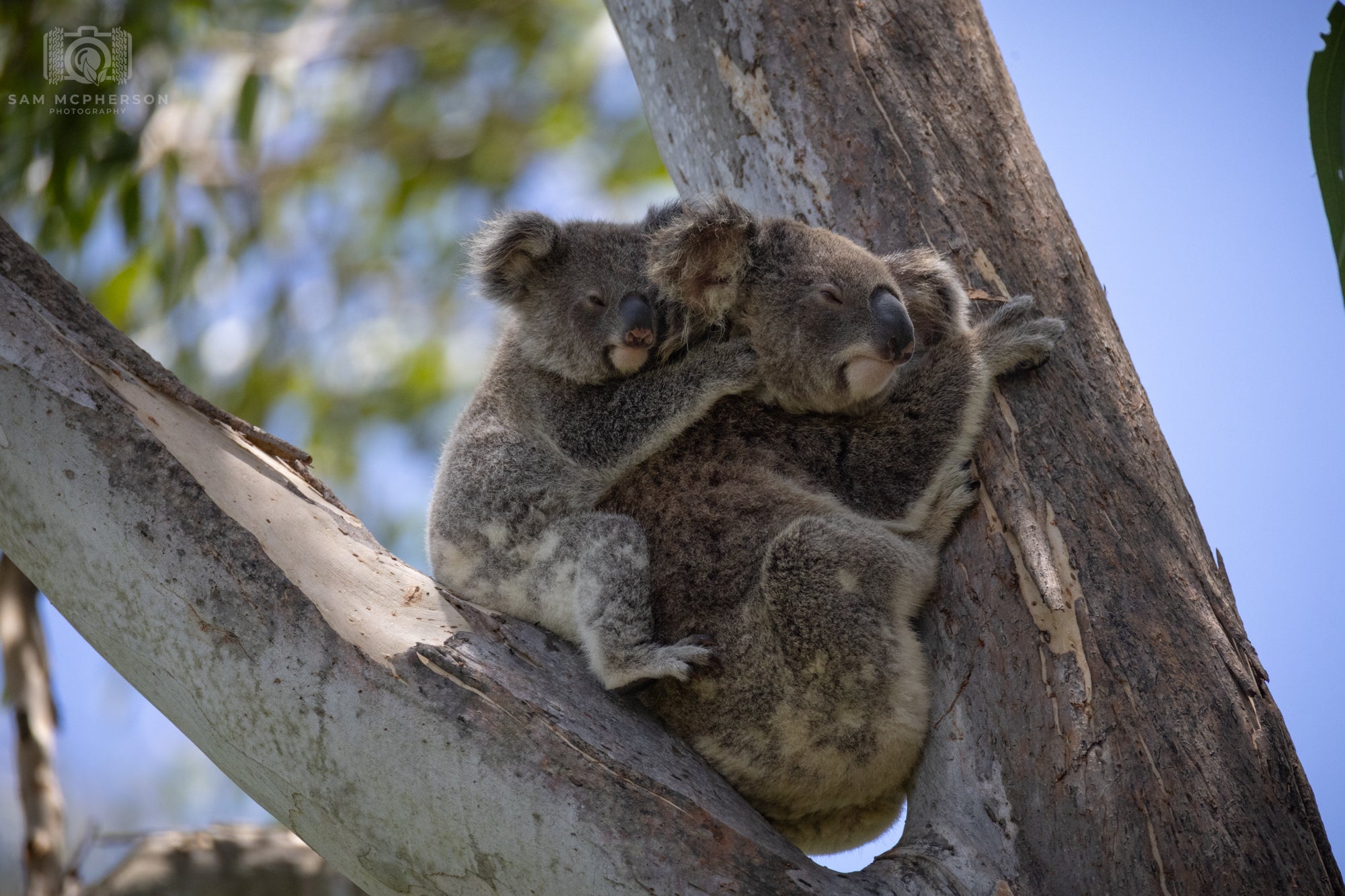Drop Bear and Baby - Mounted