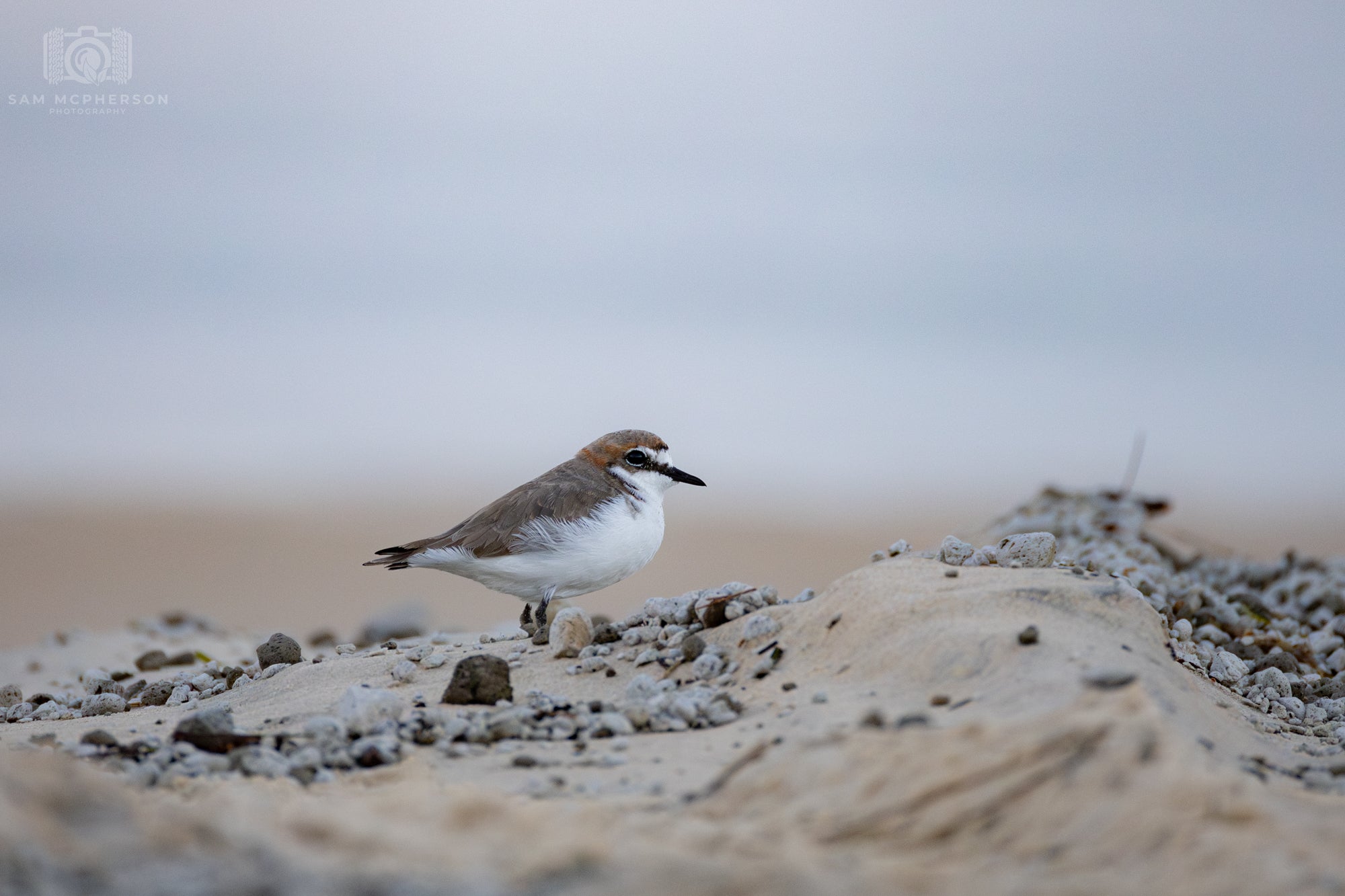 Sandpiper - Mounted