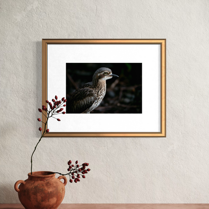 Bush Stone Curlew - Mounted