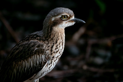 Bush Stone Curlew - Mounted