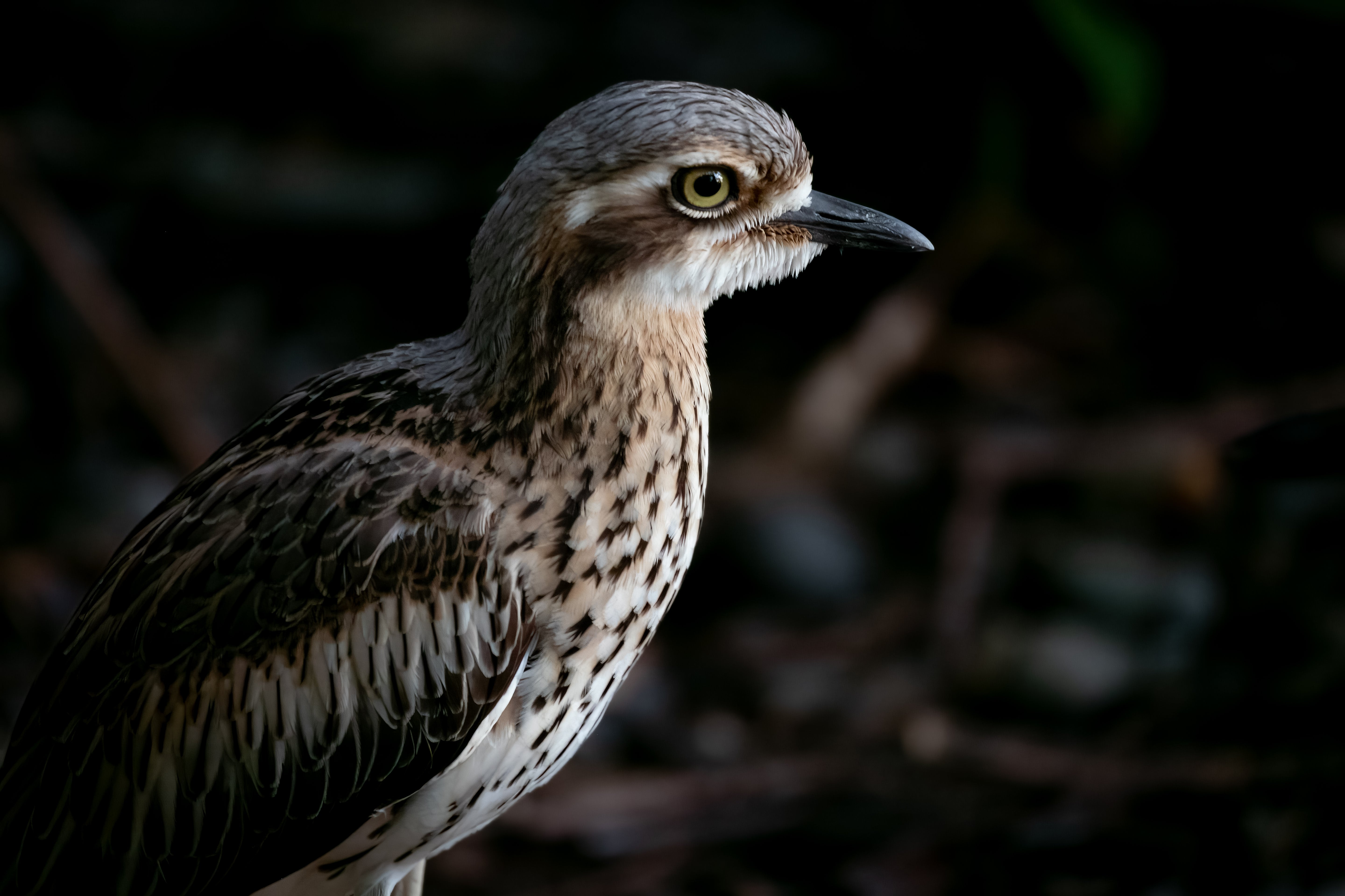 Bush Stone Curlew - Mounted